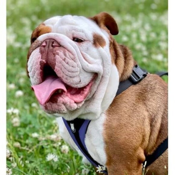 Meet your Posher, Bouncer - Picture 2 of 3